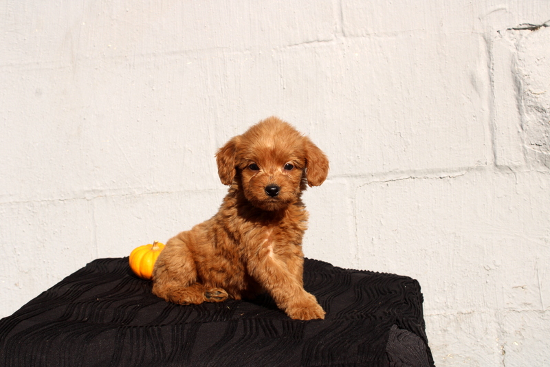 puppy, for, sale, Mini Goldendoodle F1, Matthew B. Stoltzfus, dog, breeder, Gap, PA, dog-breeder, puppy-for-sale, forsale, nearby, find, puppyfind, locator, puppylocator, aca